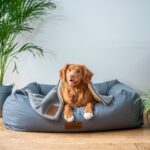 How to Keep Your Home Clean and Fresh When You Have a Dog