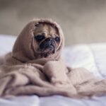 5 Common Health Problems in Dogs and How to Prevent Them